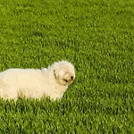 Apartamento Oereghegyi Vindornyalak