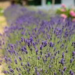 Apartamento Oereghegyi Vindornyalak