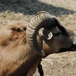 Apartamento Oereghegyi Vindornyalak