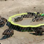 Oereghegyi Apartamento