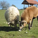 Oereghegyi * Vindornyalak