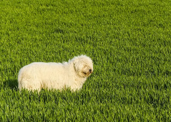 アパート Oereghegyi Vindornyalak