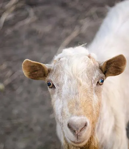 Oereghegyi アパート Vindornyalak