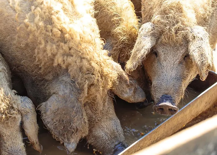 アパート Oereghegyi Vindornyalak