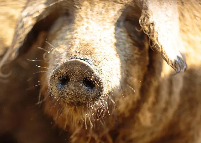 アパート Oereghegyi