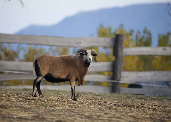 Oereghegyi * Vindornyalak
