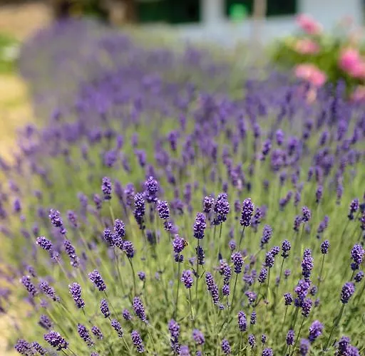 公寓 奥勒格基依公寓 Vindornyalak