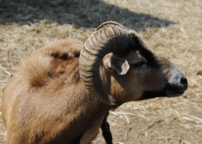 アパート Oereghegyi Vindornyalak