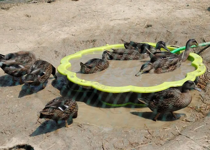 奥勒格基依公寓 公寓